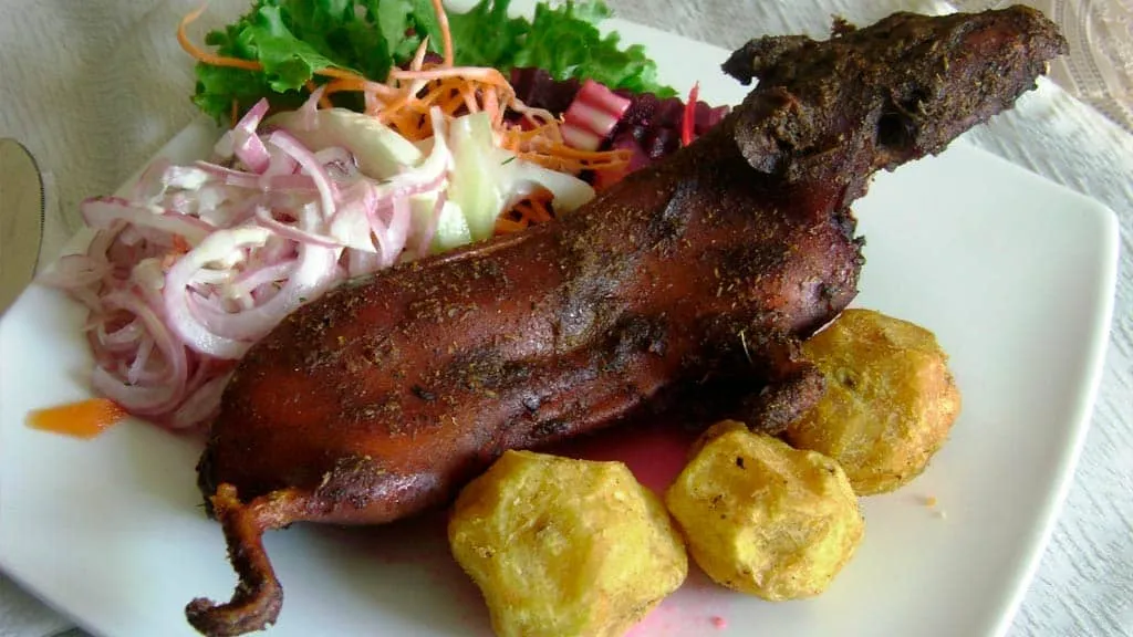 andine guinea pig or andean cuy: A cultural feast on four legs